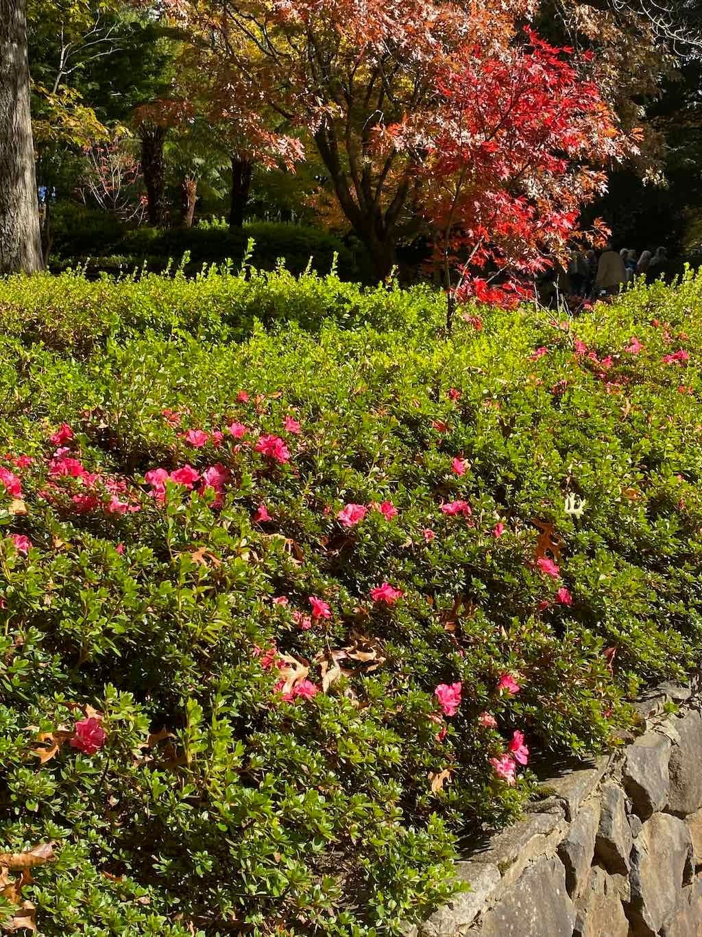 May 2023 Bathurst Mayfield Garden Tour Image -64605bb695705